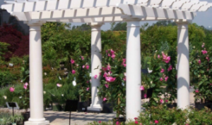 white pergola