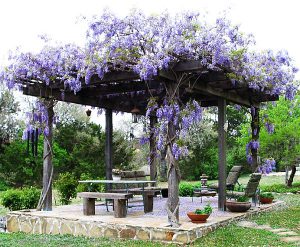 Pergola With Vines