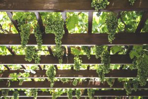 Grape Vines Climbing on Pergola