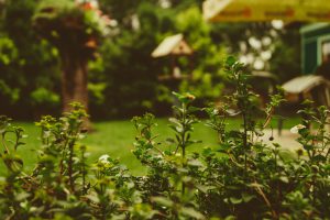 planting-around-gazebo